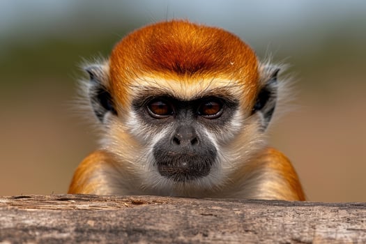Close up portrait of a golden snub nosed monkey photo