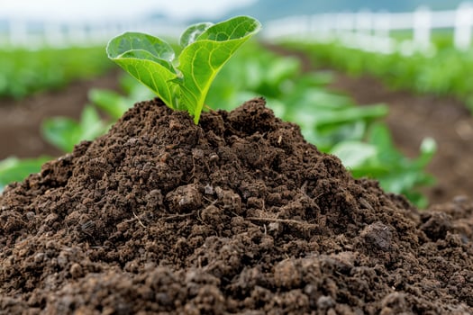 young plant growing in fertile soil photo