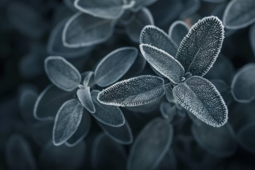 Closeup of frosty succulent leaves photo