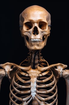 Detailed human skull and skeletal structure photo