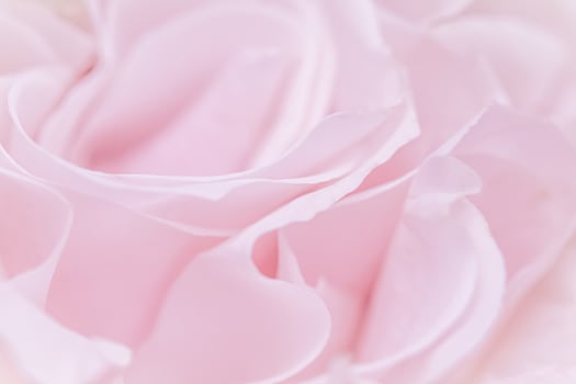 Pink pale rose flower petals, soft focus. Macro flowers backdrop photo