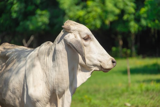 Southeast Asian native Thai cow cattle located in northern or Isaan countryside Thailand. photo