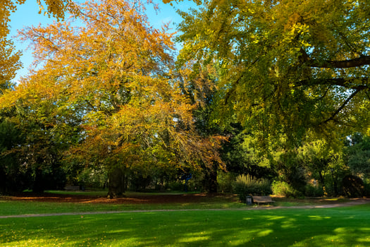 park with a bench and trees in the background. The trees are full of leaves and the bench is empty photo