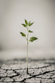 A small plant that is growing out of the ground. photo