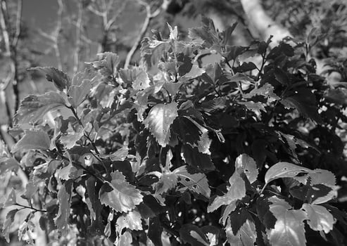 Delicate Blooms of a Vitis Twig Under a Clear Sky photo