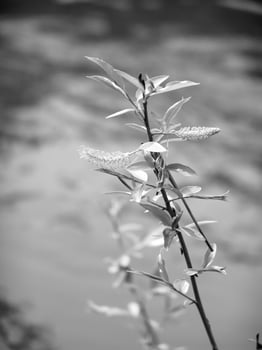Green Spring Plants Close View Natural Background Version 145 photo