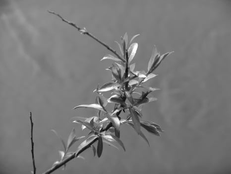 Green Spring Plants Close View Natural Background Version 147 photo