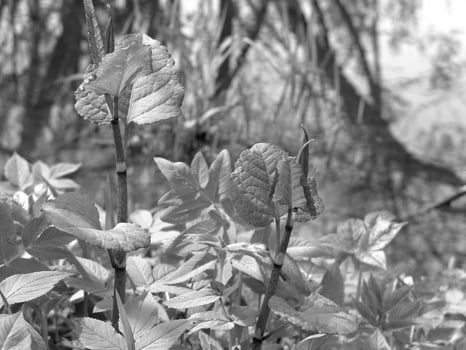 Green Spring Plants Close View Natural Background Version 150 photo