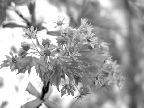 Green Spring Plants Close View Natural Background Version 173 photo