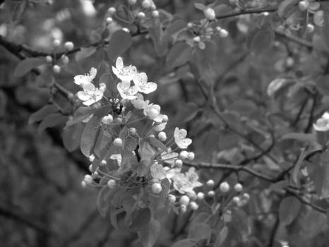 Green Spring Plants Close View Natural Background Version 176 photo