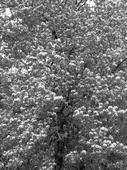 Green Spring Plants Close View Natural Background Version 184 photo