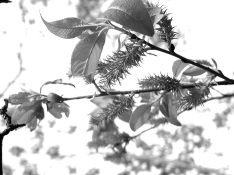 Green Spring Plants Close View Natural Background Version 190 photo