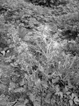 Green Spring Plants Close View Natural Background Version 193 photo