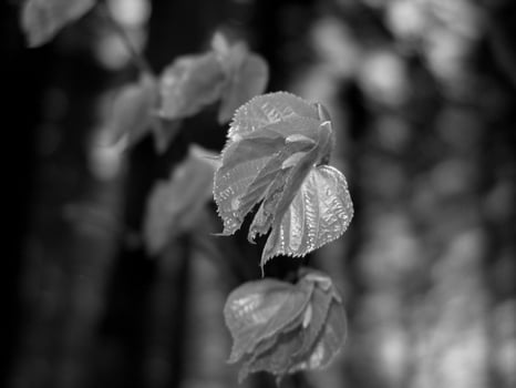 Green Spring Plants Close View Natural Background Version 200 photo