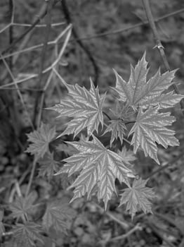 Green Spring Plants Close View Natural Background Version 215 photo
