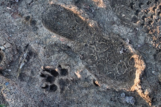 Footprint and Animal Paw Print in Wet Sand at a Nature Trail photo