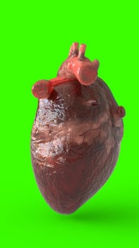 realistic human heart with green background photo
