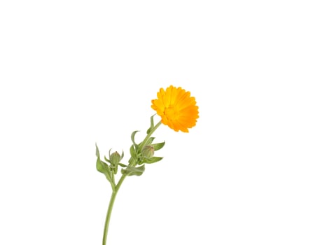 Orange medicated calendula flower on green stem, white background, isolate. Close-up, therapeutic photo