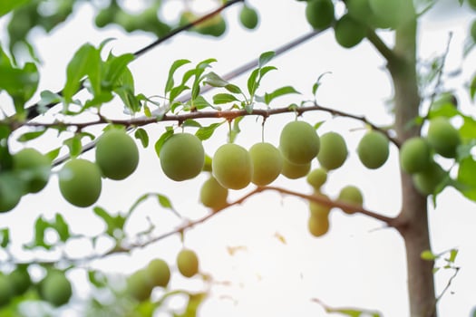 Ripening hybrid plum with peach on a tree, green fruits. High yield of fruit tree, gardening photo