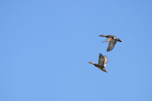 View of a Common Shoveler in flight, Spatula clypeata photo
