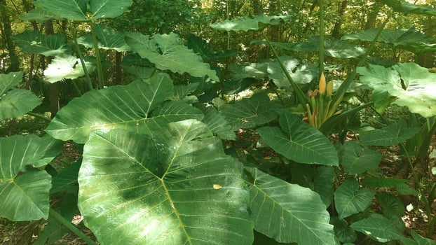 A large green leafy plant in the woods photo