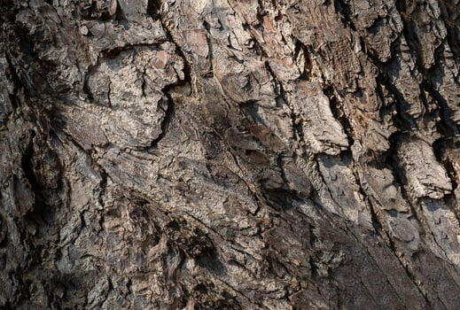 Dark tree bark background photo