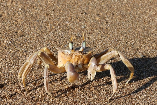 a crab sits on the sand on the seashore photo