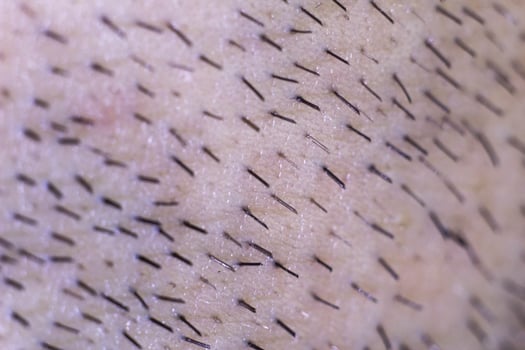 Male bristles under magnification macro photo