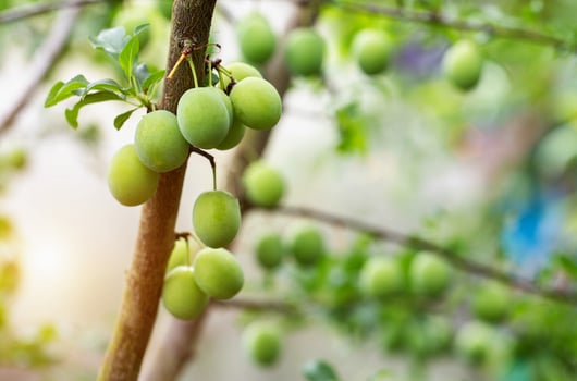 Ripening apricots on a tree, green apricots. High yield of fruit tree, gardening photo