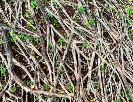 Bunch of messy tree roots above ground isolated on horizontal ratio soil and small green plants background. photo
