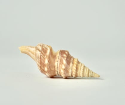 One small beige brown colored conch kerang terompet sea shell marine object isolated on horizontal white background. photo