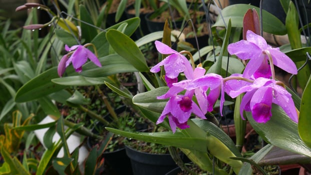 Beautiful purple orchids with petals wet from rain, standing among green leaves and potted plants in the garden. photo