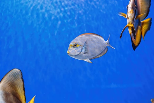 Underwater shot of fish Acanthurus mata photo