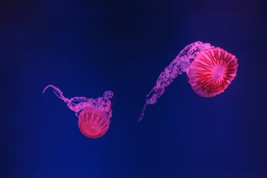underwater shooting of beautiful jellyfish Chrysaora hysoscella photo