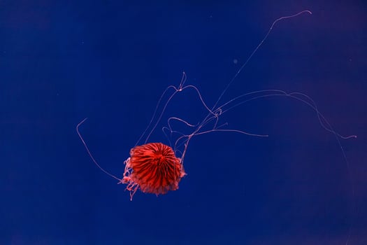 underwater photography of beautiful jellyfish japanese sea nettle chrysaora pacifica photo