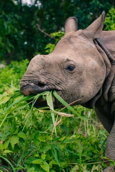 Rhino eating in Sauraha village, Chitwan, Nepal photo