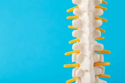 Mockup of the human spine with nerve roots on a blue background. Spine treatment and health concept. Discomfort and problems with the spine. Orthopedics and vertebrology. Copy space for text. photo