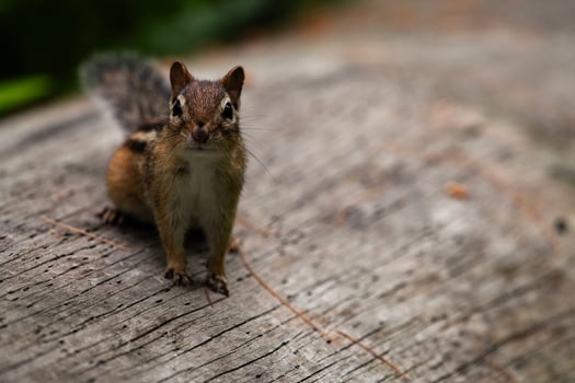 Eastern Chipmunk Looking for Food photo