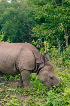 Rhino eating in Sauraha village, Chitwan, Nepal photo