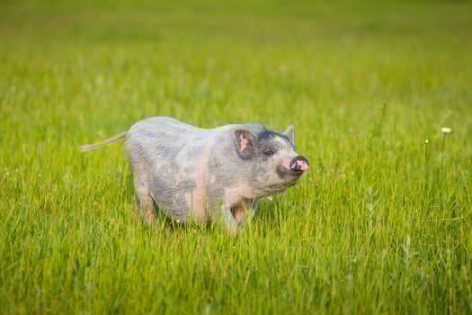 Young pig on a spring green grass photo
