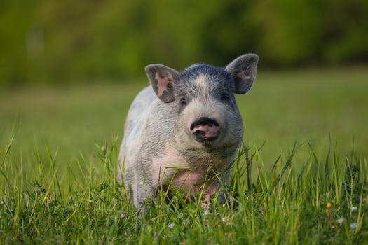 Young pig on a spring green grass photo