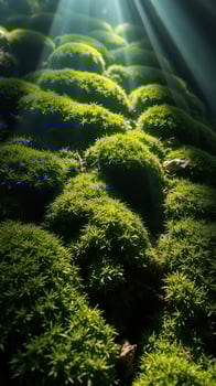 A mossy green field with sunlight shining through it photo