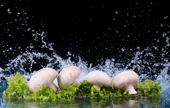 Mushrooms and salad with water drop splash photo