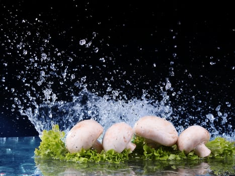 Mushrooms and salad with water drop splash photo