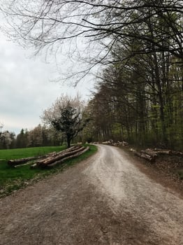 A road with trees on either side and a few logs on the side photo