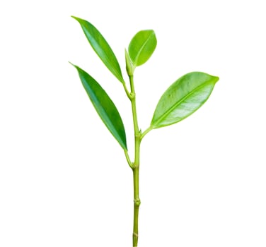 Plant fresh green growing isolated on white background. photo