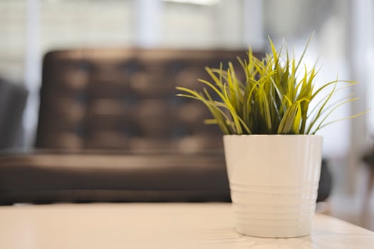 Potted Plant Is Placed On The Table In The Living Room photo
