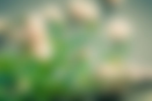Blurred nature background photo