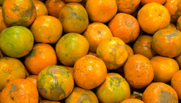 Realistic photo of a bunch of oranges looking at the fruit from above. Free Photo