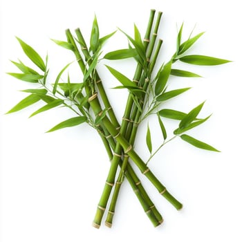 Green bamboo with leaves isolated on transparent background photo